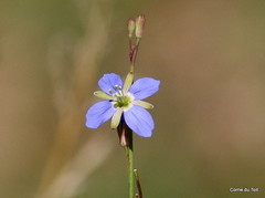 Heliophila macowaniana
