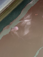 Chrysaora chesapeakei