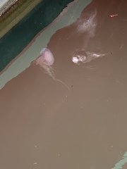 Chrysaora chesapeakei