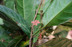 Sterculia