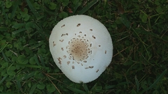 Chlorophyllum molybdites image