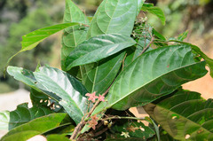 Sterculia