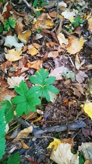 Hydrophyllum macrophyllum