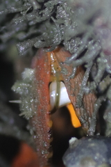Chlamys hastata