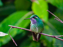 Lampornis