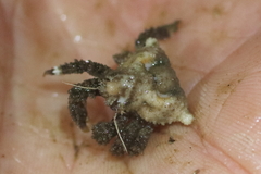 Rhinolithodes wosnessenskii
