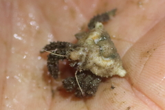 Rhinolithodes wosnessenskii