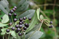 Ardisia hanceana