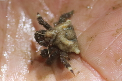 Rhinolithodes wosnessenskii