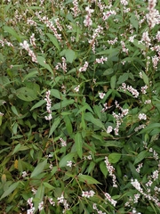 Persicaria jucunda
