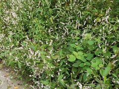 Persicaria jucunda