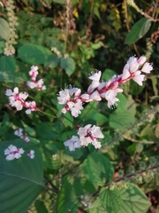 Persicaria jucunda