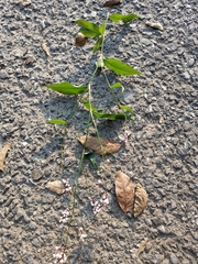 Persicaria jucunda