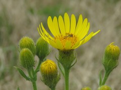 Senecio selloi