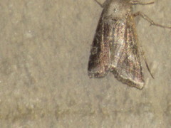 Lacinipolia erecta