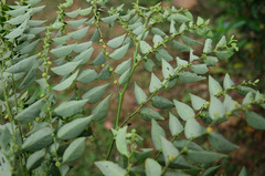 Phyllanthaceae