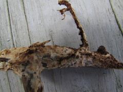 Hydnocristella himantia