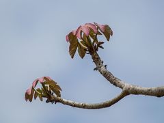 Sterculia apetala