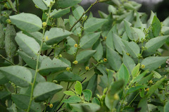 Phyllanthaceae