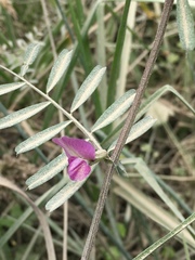 Vicia andicola