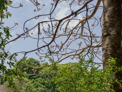 Sterculia apetala