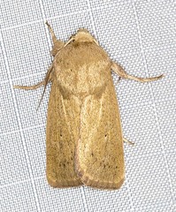 Leucania abdominalis