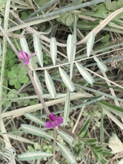 Vicia andicola