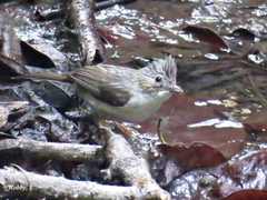 Staphida castaniceps