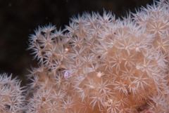 Leptophyton benayahui