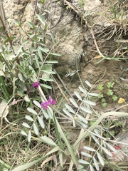 Vicia andicola