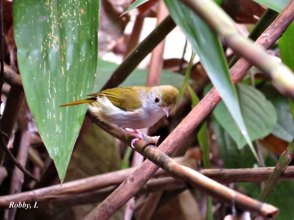 White-Bellied Erpornis