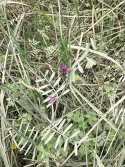 Vicia andicola