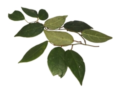 Ficus diandra