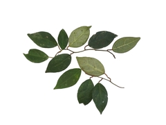 Ficus diandra