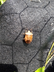 Euschistus servus euschistoides