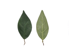 Ficus diandra