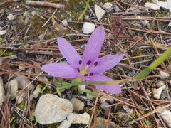 Colchicum cupanii