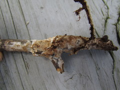 Hydnocristella himantia