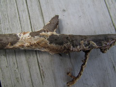 Hydnocristella himantia