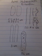 Hydnocristella himantia