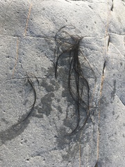 Chordaria flagelliformis