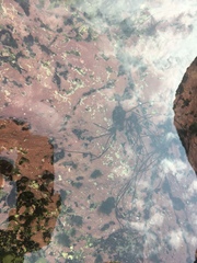 Chordaria flagelliformis