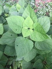 Clerodendrum trichotomum