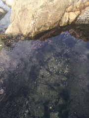 Chordaria flagelliformis