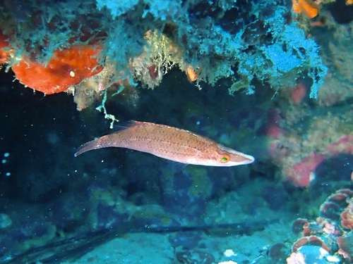 Pointed-snout Wrasse, photo 7 of 8