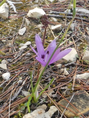 Colchicum cupanii