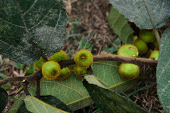 Ficus fulva
