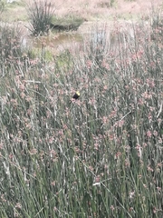 Chrysomus icterocephalus bogotensis