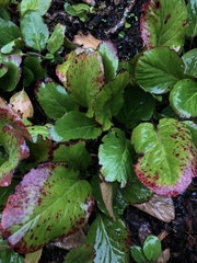 Bergenia