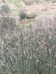 Chrysomus icterocephalus bogotensis